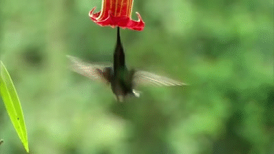 El colibrí y sus curiosidades — Steemit